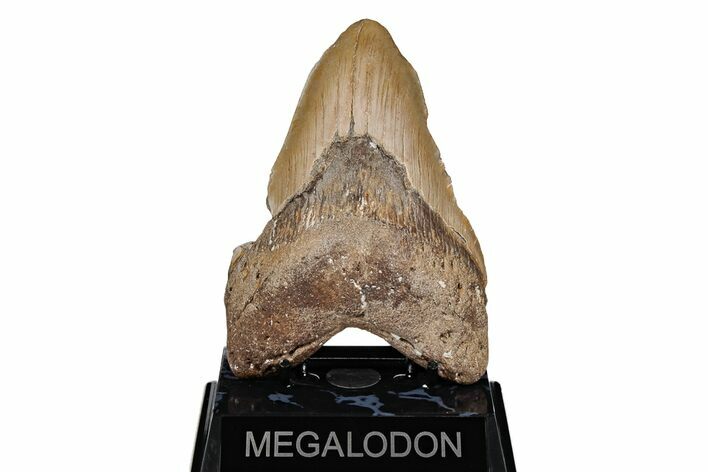 5.23" Fossil Megalodon Tooth - North Carolina
